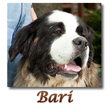 Bari link